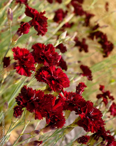 Beautiful dark red carnation flowers on field