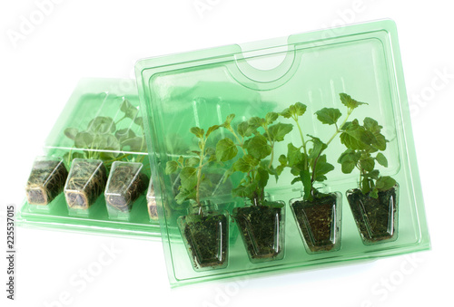 Young plants in packs for mail order