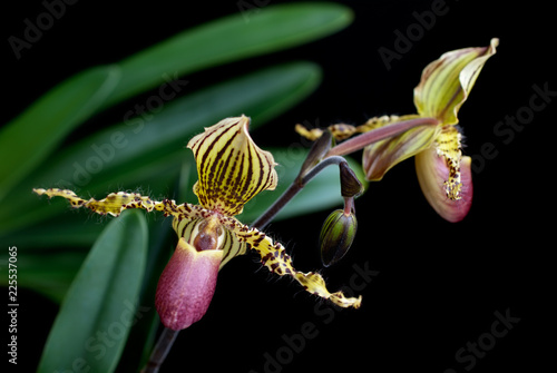 Paphiopedilum orchid (selective focus)