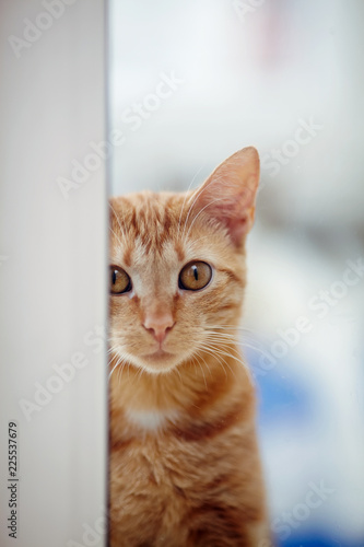 Portrait of the red cat looking out of the window.