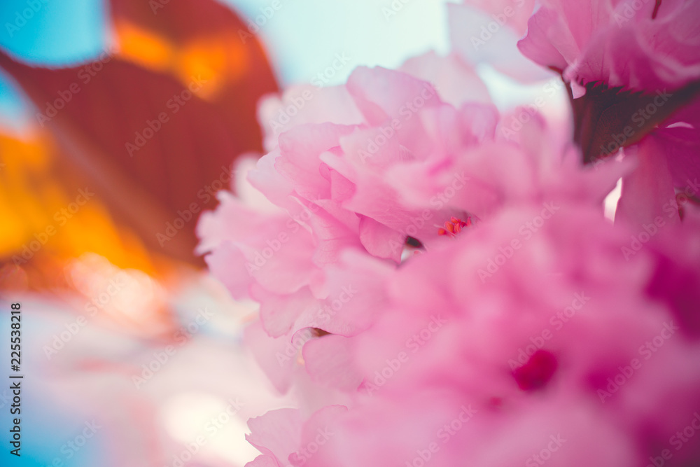 Cherry Blossoms in Japan