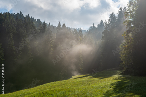 Nebel im Wald im Sonnenlicht auf dem Feld