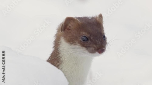 stoat in winter