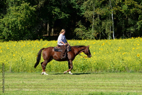 Westernjog. Woman trotting with a sorrel Quarter Horse along sun flowers