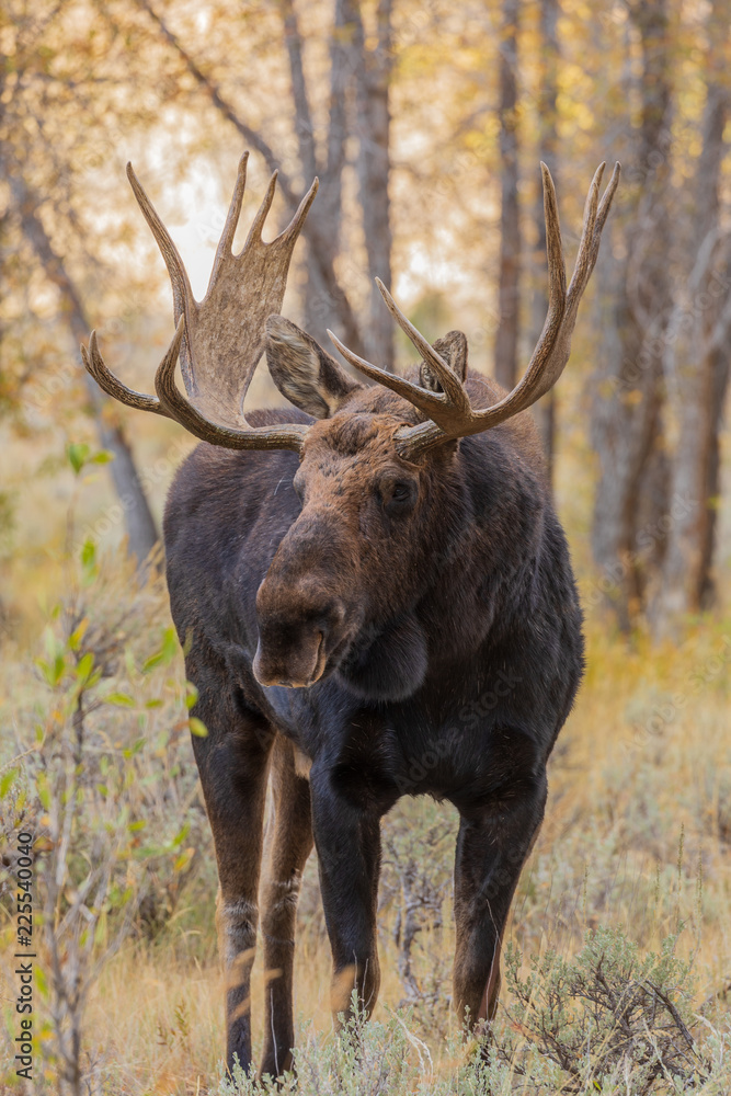 Bull Shiras Moose in Autumn