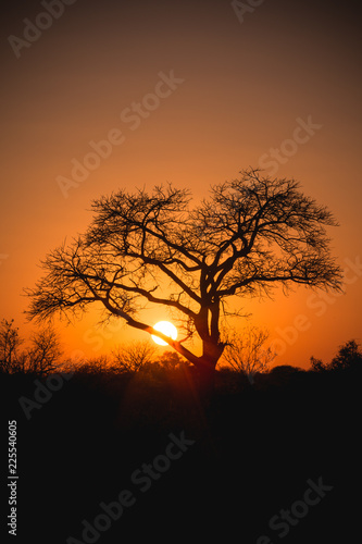 Fototapeta Naklejka Na Ścianę i Meble -  Tree at sunrise Africa