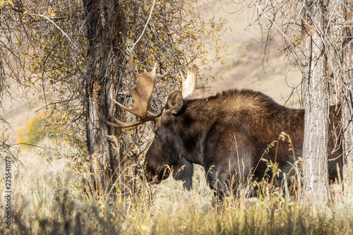 Bull Shiras Moose in Autumn