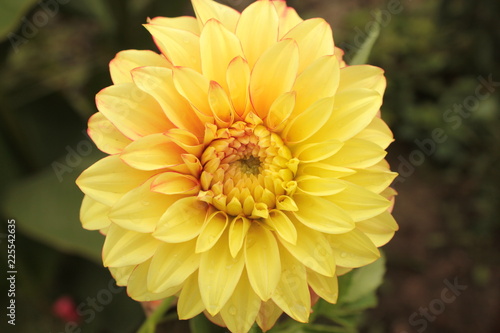 Dahlia jaune pousse dans le jardin.