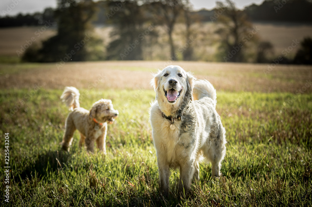 The Golden Retriever