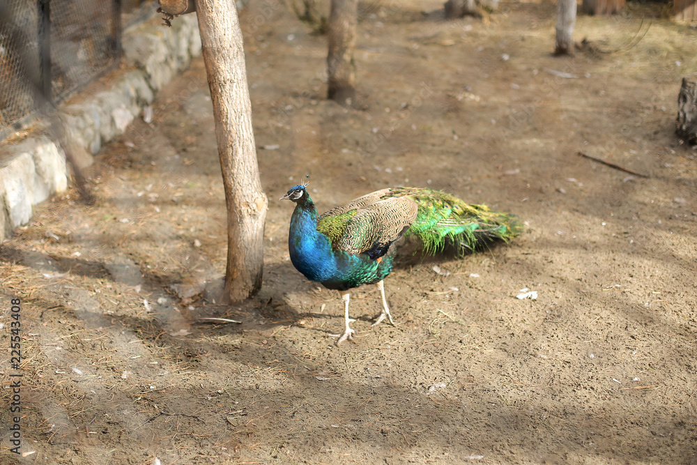 Colorful, blue-green peacock in a zoo pen in the afternoon, walking, standing Colorful, blue-green peacock in a zoo pen in the afternoon, walking, standing