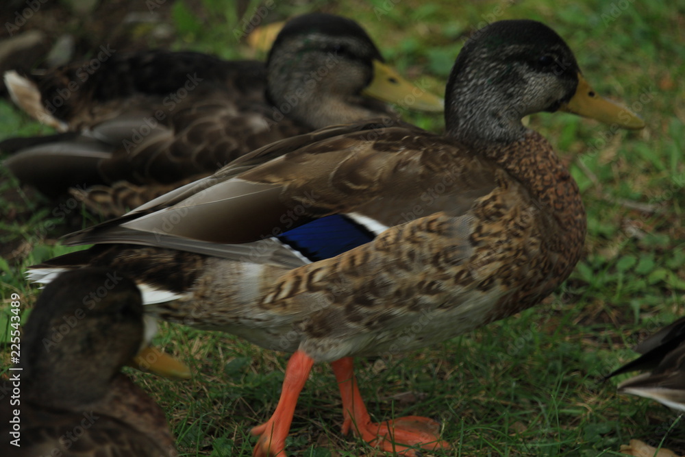 Duck family Duck family