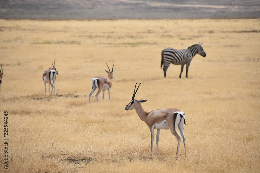 Naklejka premium African animals