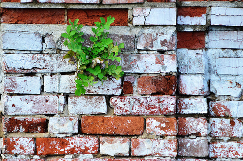 Fotografi Brick wall