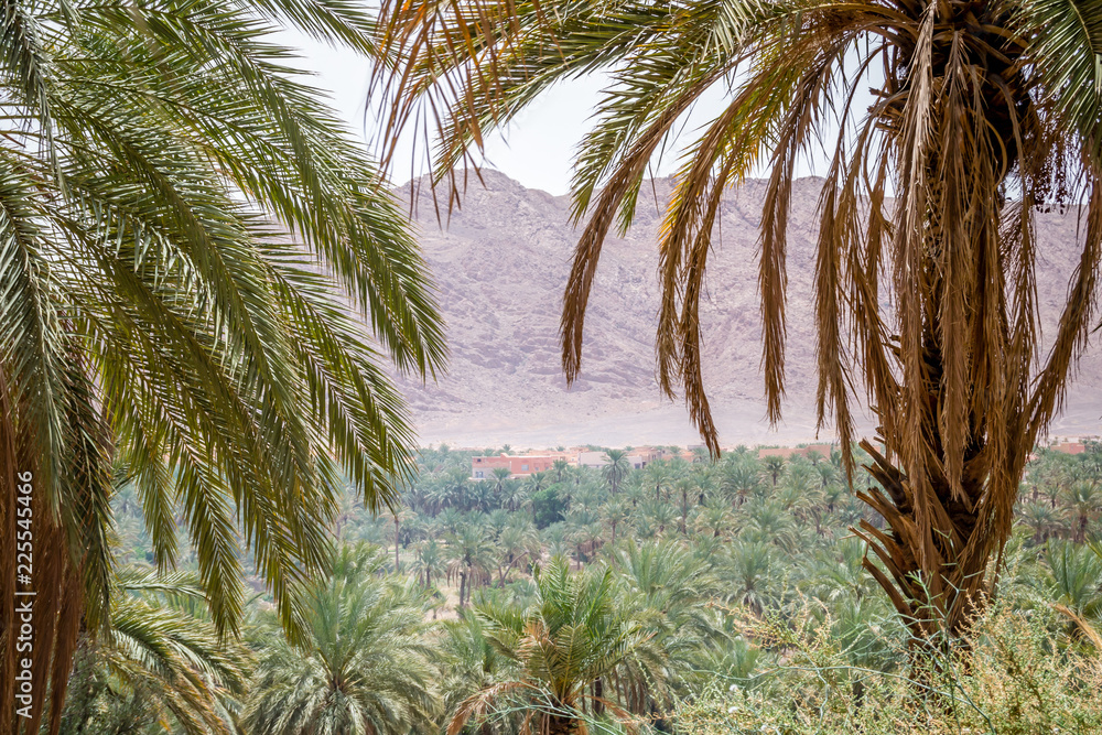Obraz premium Desert of figuig