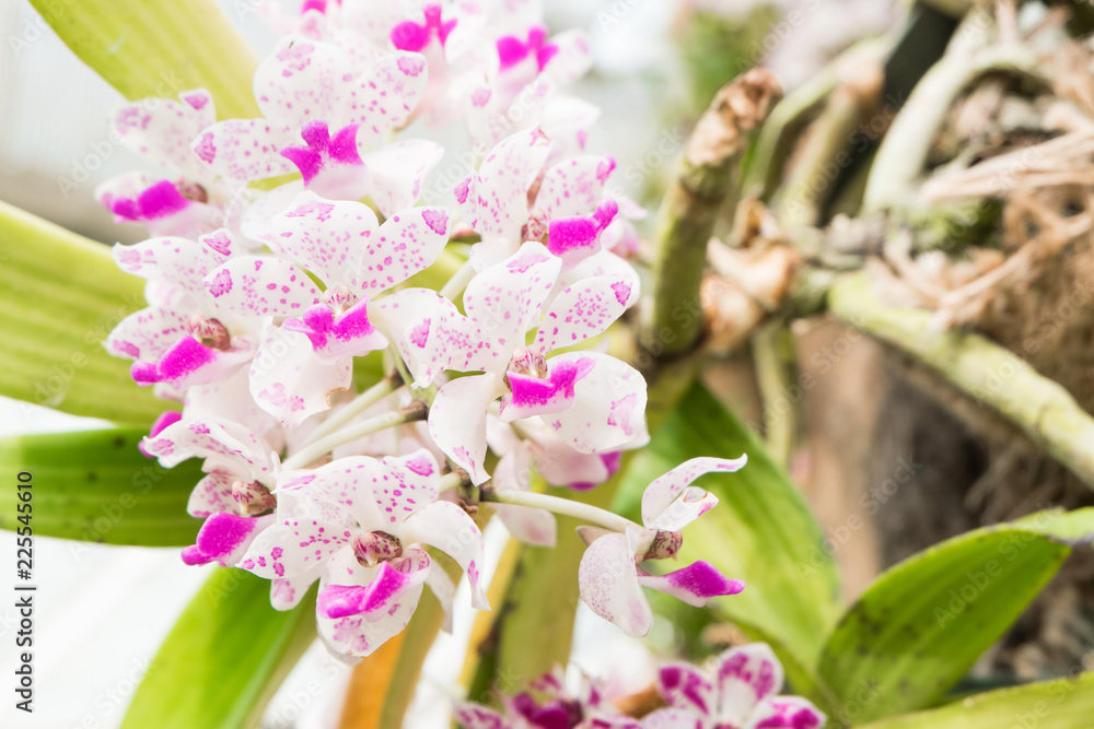 A Beautiful white and purple spot Orchids on a branch with green leaf in the background A Beautiful white and purple spot Orchids on a branch with green leaf in the background