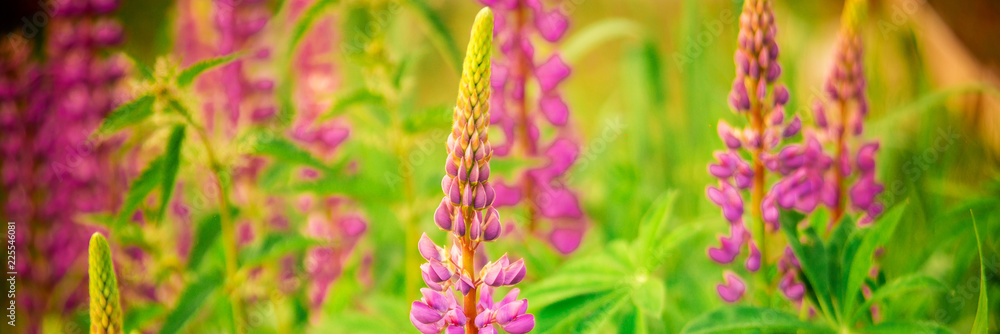 Summer beautiful flowers garden with pastel Lupines blooming, outdoor nature background Summer beautiful flowers garden with pastel Lupines blooming, outdoor nature background
