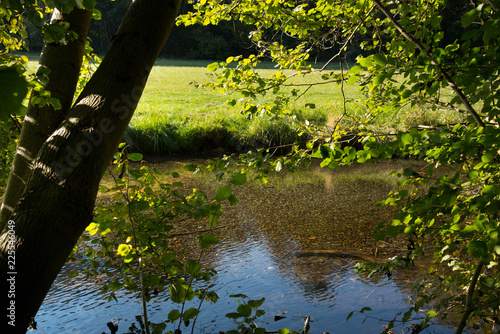 Waldidylle im Ried im Elsass photo