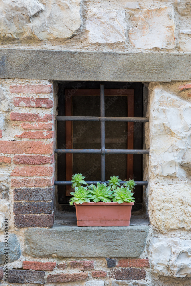 Succulent plants on a brick window ledge in Radda, Tuscany, Italy