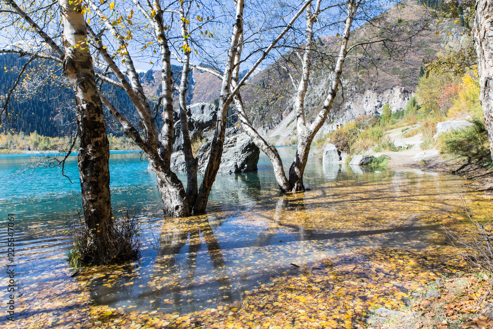 tree standing in water with leaves with shadow in Issyk lake in Kazakhstan