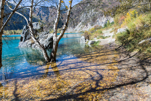 Fototapeta Naklejka Na Ścianę i Meble -  tree standing in water with leaves with shadow in Issyk lake in Kazakhstan