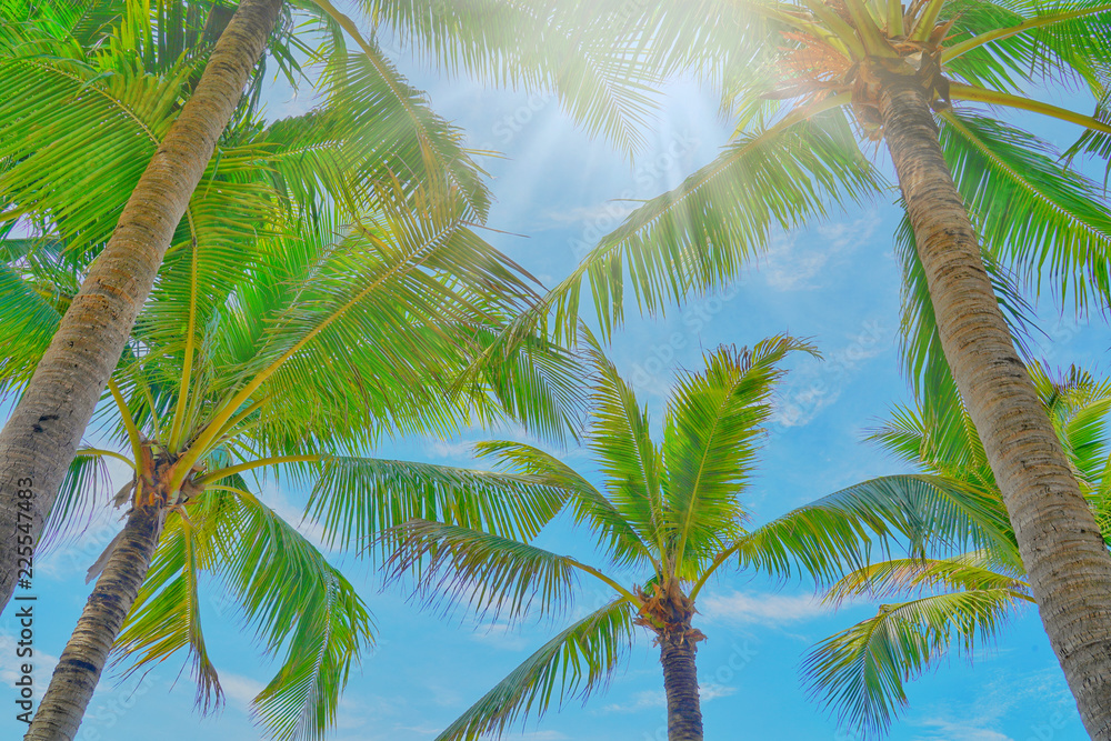 Fototapeta premium Coconut palm trees view and blue sky on the beach at Pattaya, Thailand.