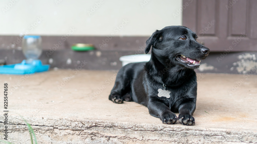Cute black dog sitting in a house. Cute black dog sitting in a house.