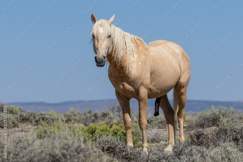 Obraz premium Wild Horse in the Colorado High Desert