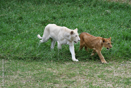 Two lions cub © Oleg Znamenskiy
