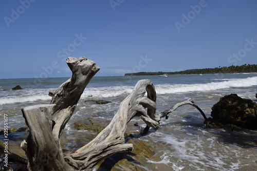 island of Boipeba  Cair    Bahia  Brazil