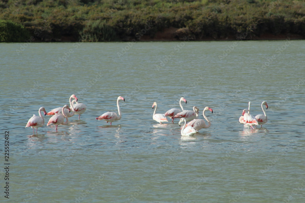 Naklejka premium Group os pink Flamingos in a lake in the Ses Salines natural reserve in Ibiza