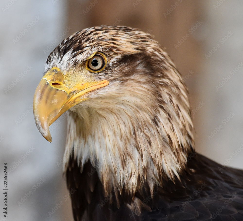 Fototapeta premium aguila calva americana