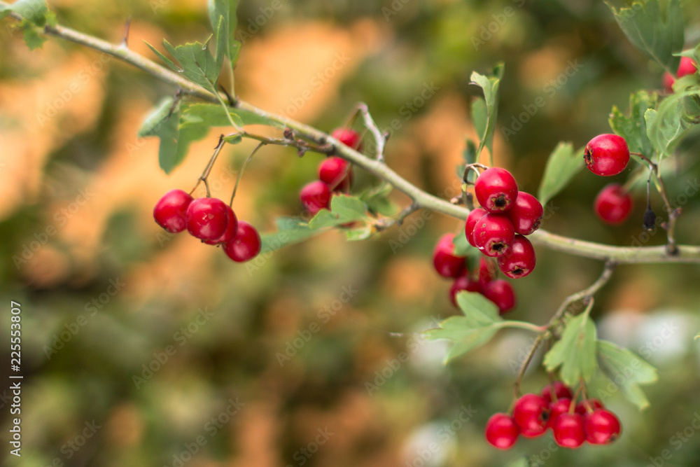 Red hawthorn fruit. Medicinal plant. Sweet and sour berries. Harvest on hawthorn bush. Alternative medicine. Hawthorn tea for the health of the heart and blood vessels. Red hawthorn fruit. Medicinal plant. Sweet and sour berries. Harvest on hawthorn bush. Alternative medicine. Hawthorn tea for the health of the heart and blood vessels.