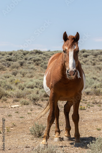 Wild Horse in the Colorado High Desert © natureguy
