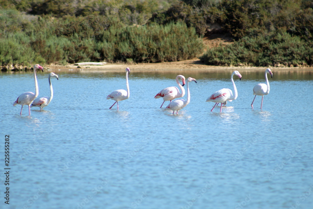 Group os pink Flamingos in a lake in the Ses Salines natural reserve in Ibiza
