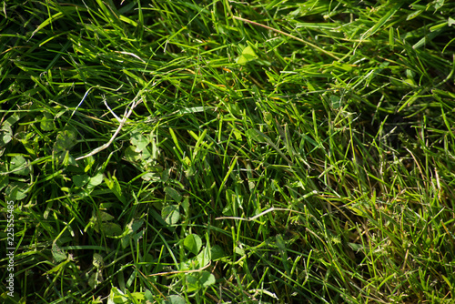 Texture of fresh green grass close-up on top