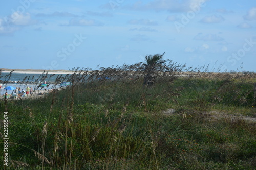 Jetties in St. Augustine. Seagrass on the way to the beach. 