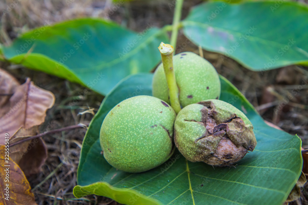Fototapeta premium The common walnut ripe on a leaf on the ground