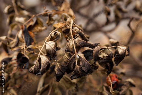 Burnt rose bush leaves near fire