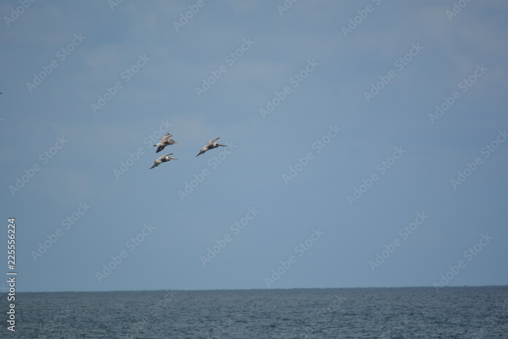 Jetties in St. Augustine, Pelicans in flight.
Jetties in St. Augustine, Pelicans in flight.