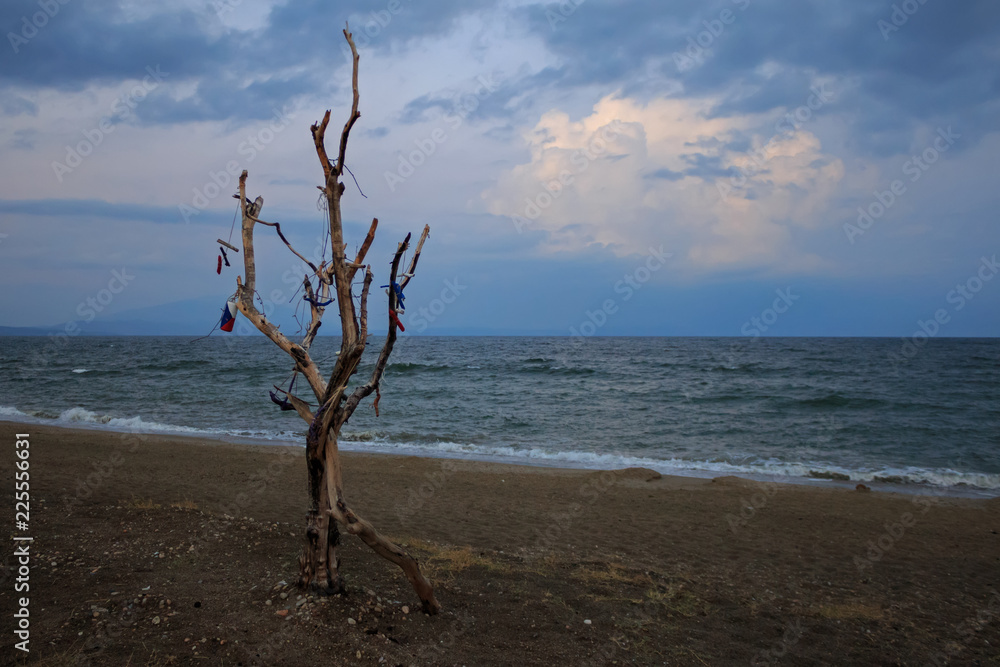 Dried tree on the beach at sunset. Season change from summer to fall Dried tree on the beach at sunset. Season change from summer to fall