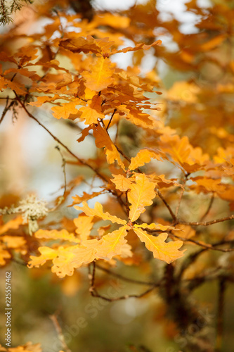 Colorful autumn leaves on tree