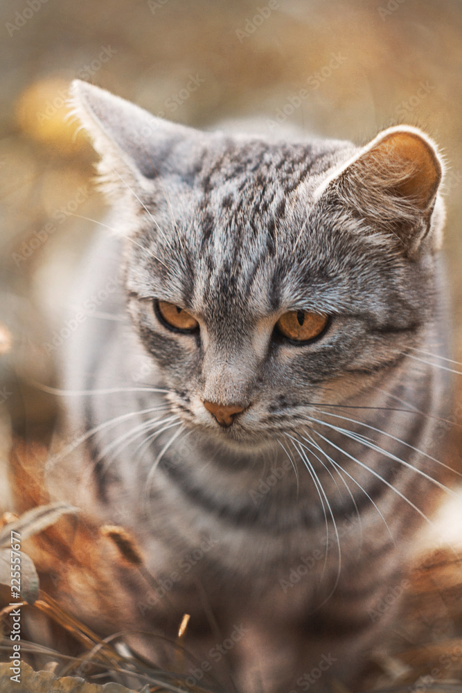serious British grey cat on autumn background