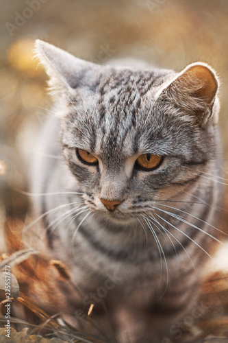 serious British grey cat on autumn background © natallia