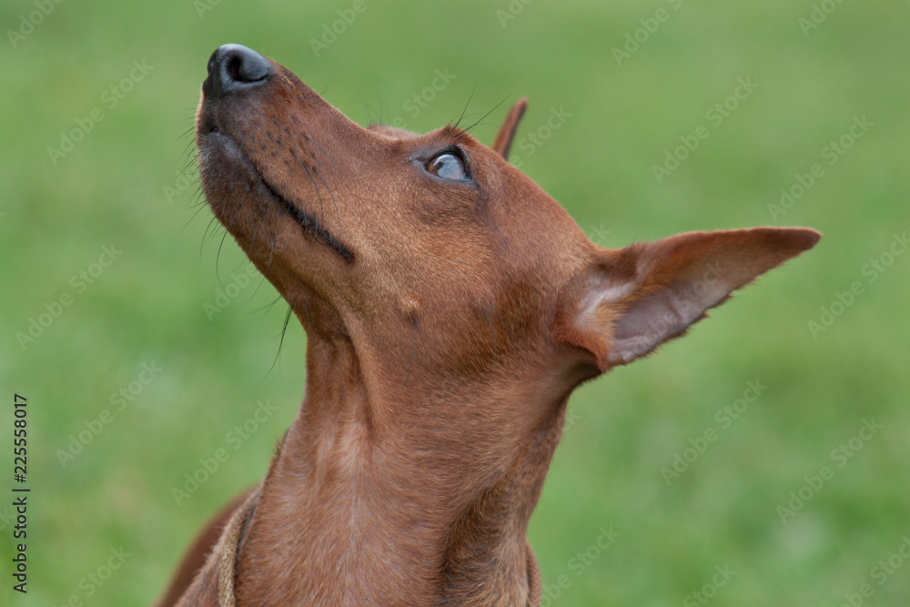 Cute red puppy of miniature pinscher close up. Cute red puppy of miniature pinscher close up.