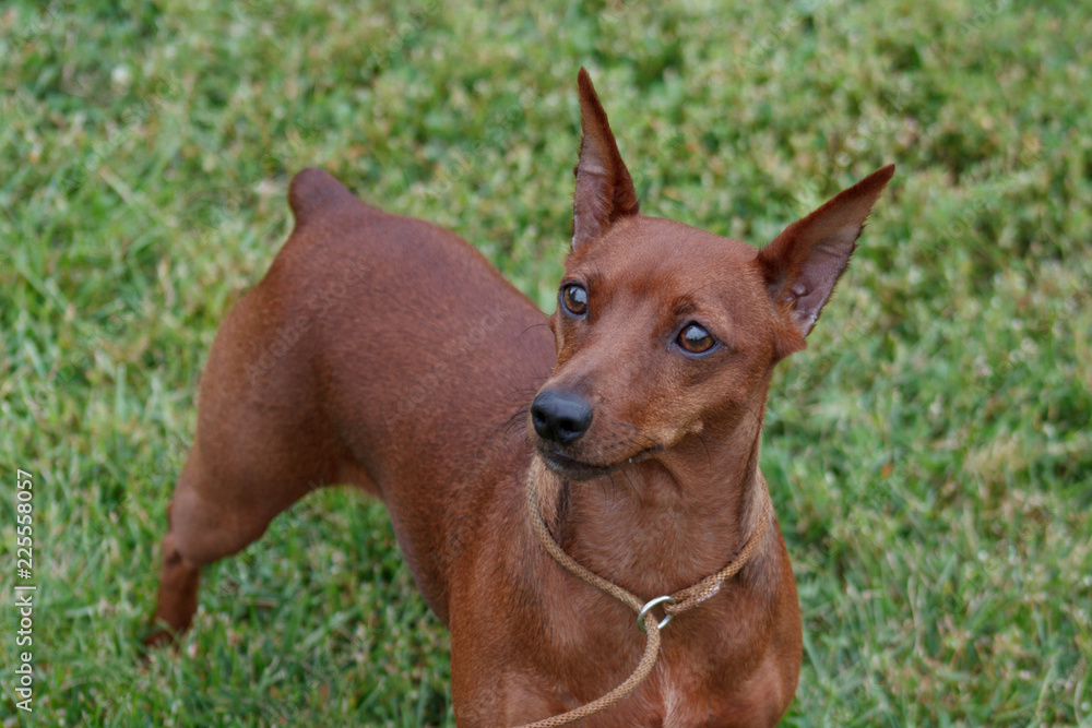 Cute red puppy of miniature pinscher is standing in the green grass. Cute red puppy of miniature pinscher is standing in the green grass.