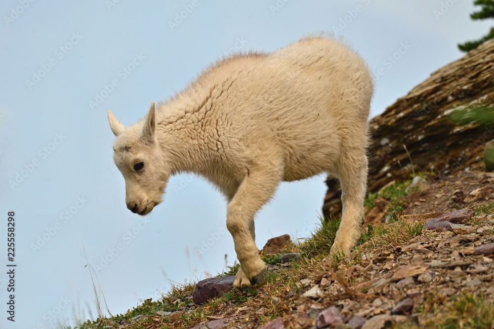 Baby Mountain Goat Baby Mountain Goat