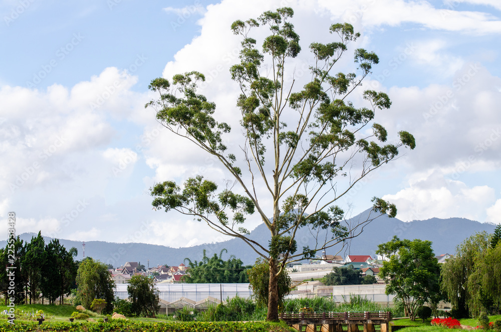 Obraz premium fresh big green tree on sky background