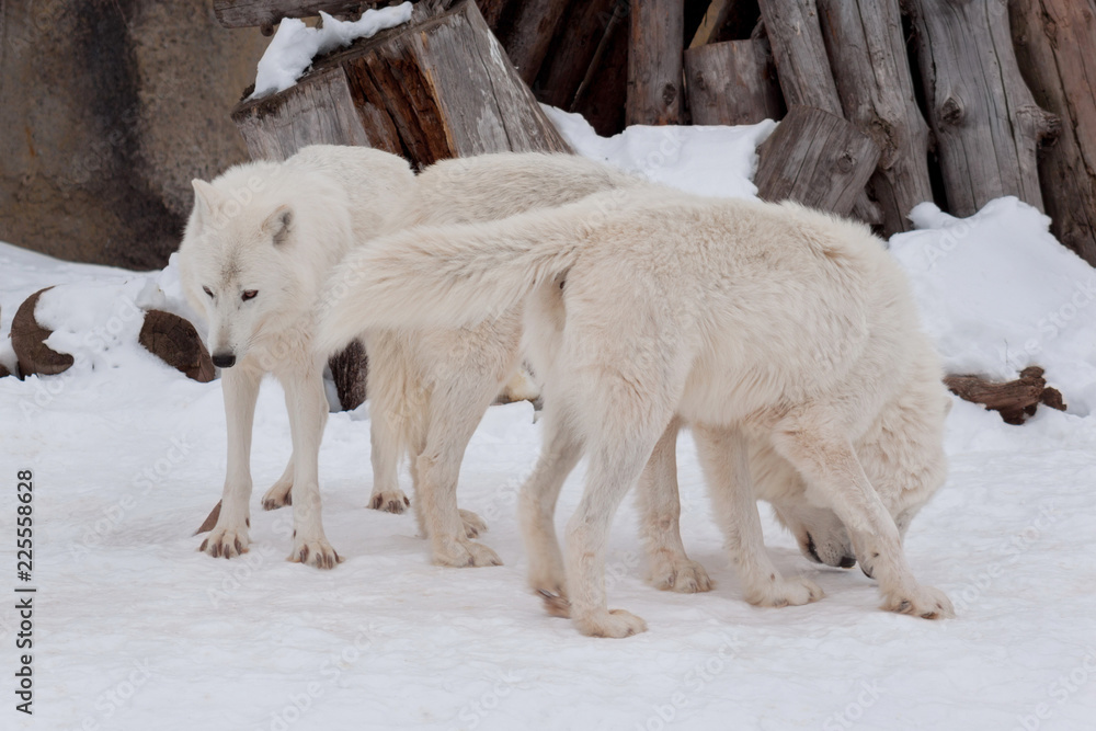 Fototapeta premium Trzy dzikie wilki z tundry alaskańskiej bawią się na białym śniegu. Canis lupus arctos. Wilk polarny lub biały wilk.