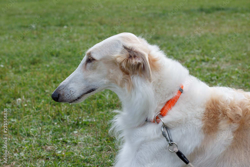 Russian hunting sighthound is lying in the green grass. Russkaya psovaya borzaya or russian wolfhound. Russian hunting sighthound is lying in the green grass. Russkaya psovaya borzaya or russian wolfhound.