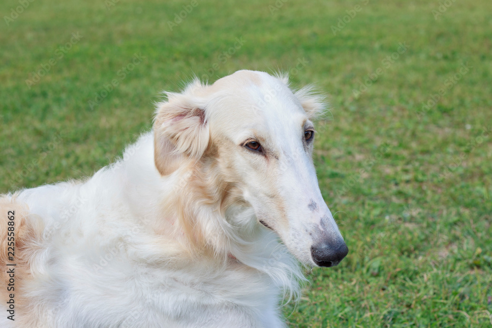 Russian hunting sighthound is lying on a green meadow. Russkaya psovaya borzaya or russian wolfhound. Russian hunting sighthound is lying on a green meadow. Russkaya psovaya borzaya or russian wolfhound.